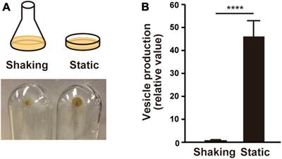 Identification of genes involved in enhanced membrane vesicle formation in Pseudomonas aeruginosa biofilms: surface sensing facilitates vesiculation